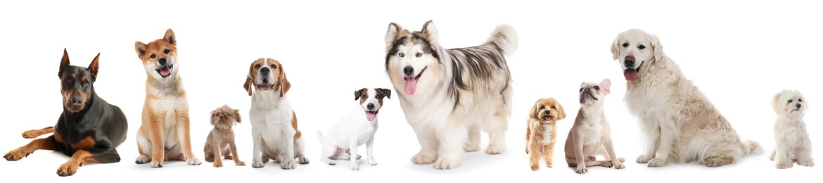Image of Dogs of different breeds isolated on white, collage