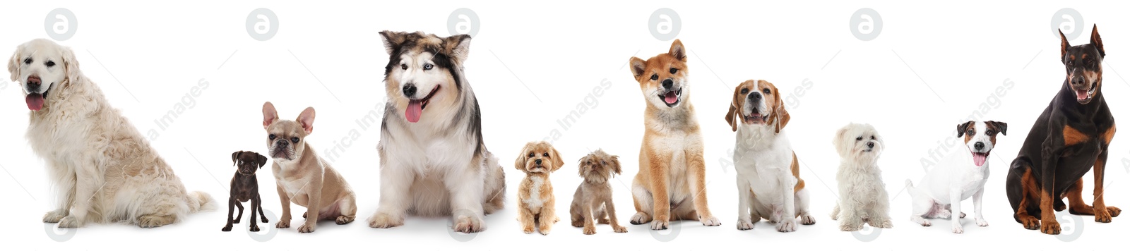 Dogs of different breeds isolated on white, collage Image of Dogs of different breeds isolated on white, collage