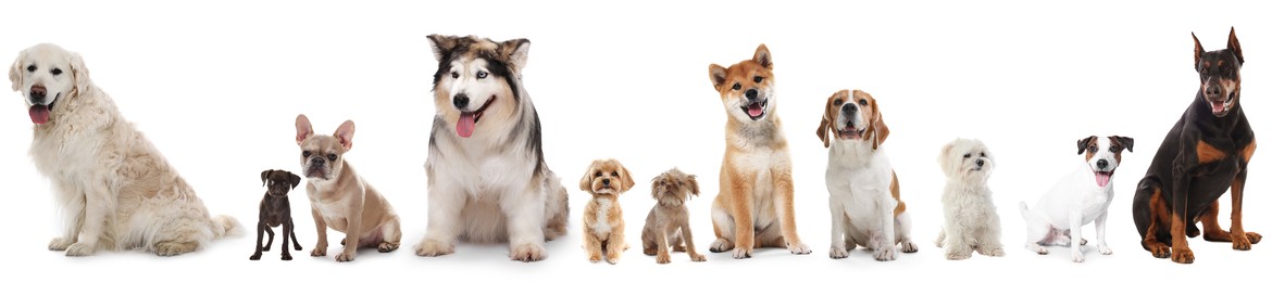 Image of Dogs of different breeds isolated on white, collage