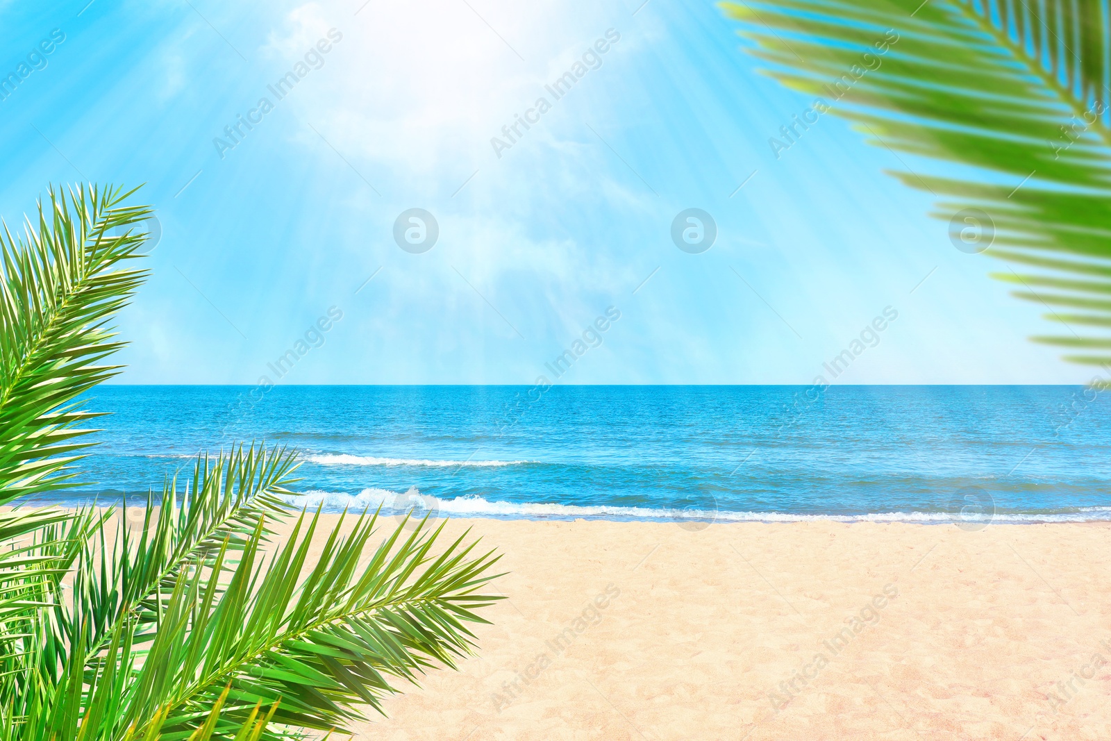 Green palm leaves on tropical beach. Ocean waves rolling on sand Image of Green palm leaves on tropical beach. Ocean waves rolling on sand