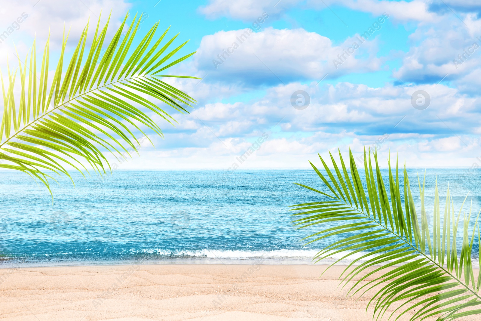 Green palm leaves on tropical beach. Ocean waves rolling on sand Image of Green palm leaves on tropical beach. Ocean waves rolling on sand