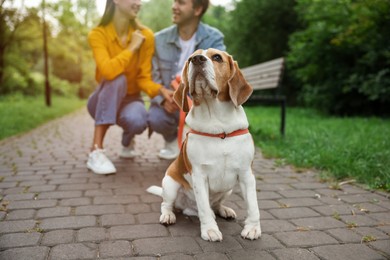 Photo of Couple with adorable Beagle dog in park, closeup