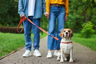 Photo of Couple walking with adorable Beagle dog in park, closeup