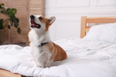 Photo of Pet friendly hotel. Cute dog sitting on bed indoors