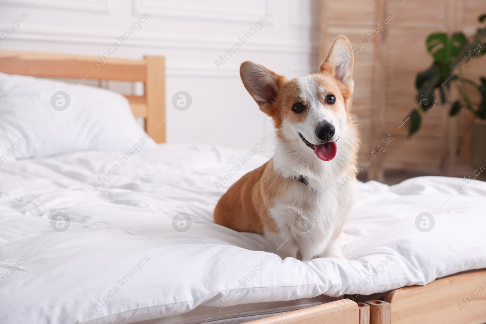 Pet friendly hotel. Cute dog sitting on bed indoors Photo of Pet friendly hotel. Cute dog sitting on bed indoors