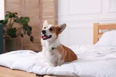Photo of Pet friendly hotel. Cute dog sitting on bed indoors