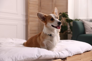 Photo of Pet friendly hotel. Cute dog sitting on bed indoors