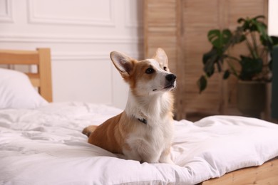 Photo of Pet friendly hotel. Cute dog sitting on bed indoors