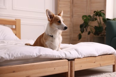 Photo of Pet friendly hotel. Cute dog sitting on bed indoors