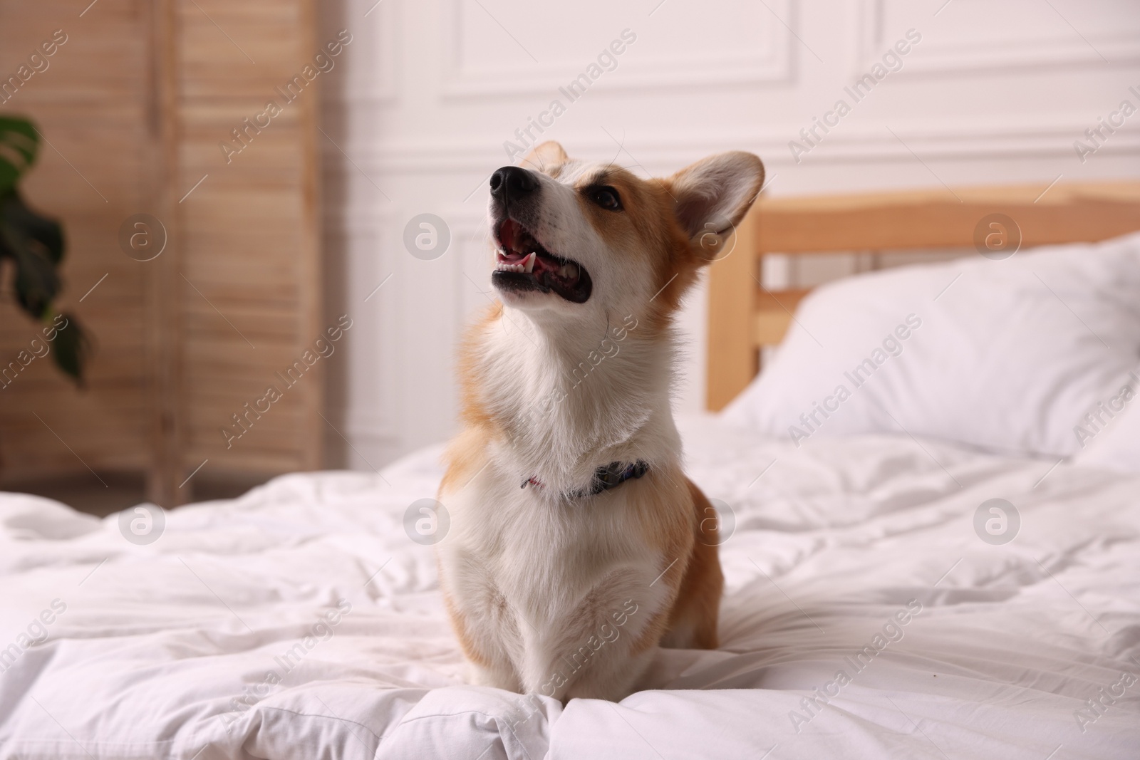 Pet friendly hotel. Cute dog sitting on bed indoors Photo of Pet friendly hotel. Cute dog sitting on bed indoors