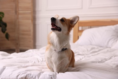 Photo of Pet friendly hotel. Cute dog sitting on bed indoors