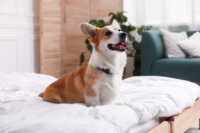 Photo of Pet friendly hotel. Cute dog sitting on bed indoors