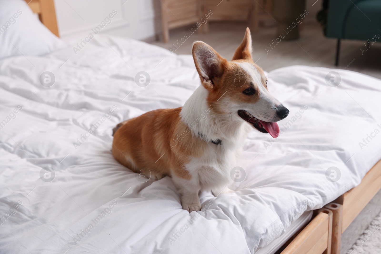 Pet friendly hotel. Cute dog sitting on bed indoors Photo of Pet friendly hotel. Cute dog sitting on bed indoors