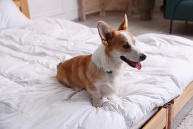 Photo of Pet friendly hotel. Cute dog sitting on bed indoors