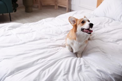 Photo of Pet friendly hotel. Cute dog sitting on bed indoors, space for text