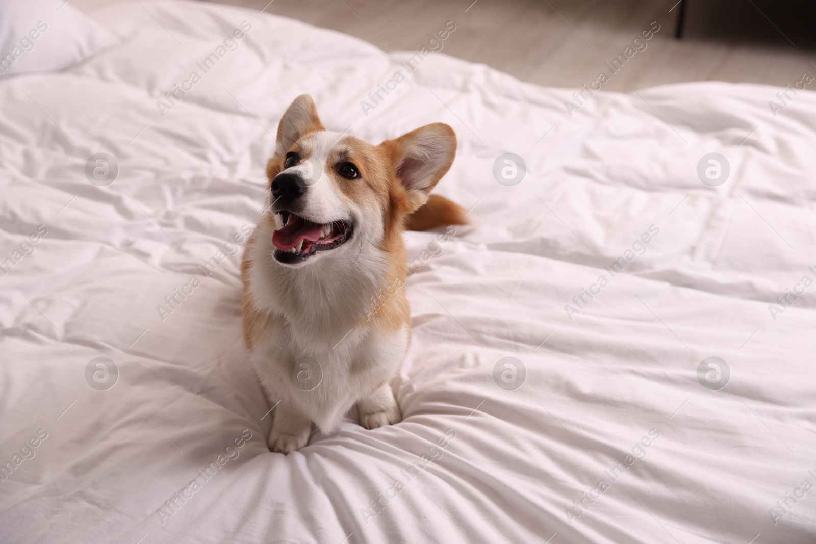 Pet friendly hotel. Cute dog sitting on bed indoors Photo of Pet friendly hotel. Cute dog sitting on bed indoors