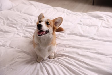 Photo of Pet friendly hotel. Cute dog sitting on bed indoors