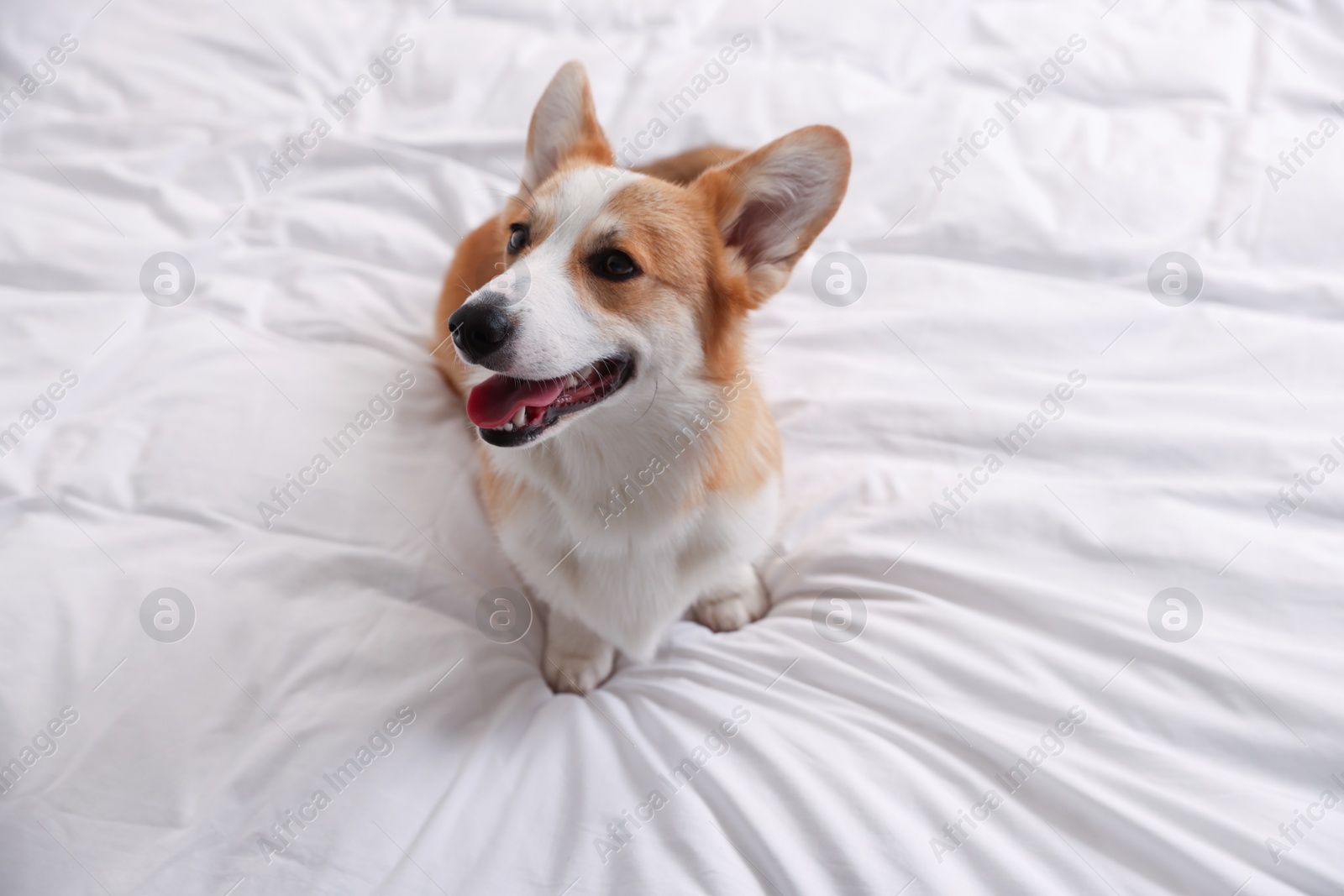 Pet friendly hotel. Cute dog sitting on white blanket Photo of Pet friendly hotel. Cute dog sitting on white blanket