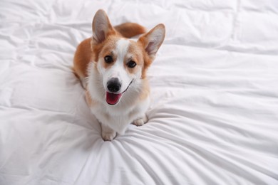 Photo of Pet friendly hotel. Cute dog sitting on white blanket