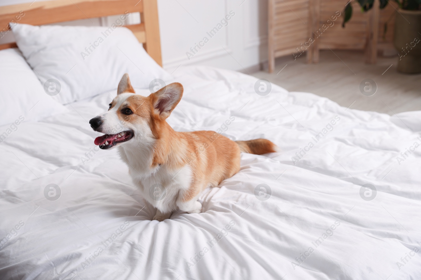 Pet friendly hotel. Cute dog sitting on bed indoors Photo of Pet friendly hotel. Cute dog sitting on bed indoors
