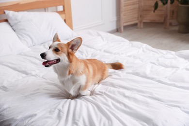 Photo of Pet friendly hotel. Cute dog sitting on bed indoors