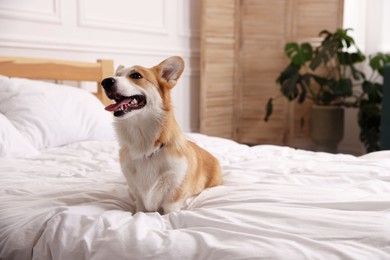 Photo of Pet friendly hotel. Cute dog sitting on bed indoors, space for text