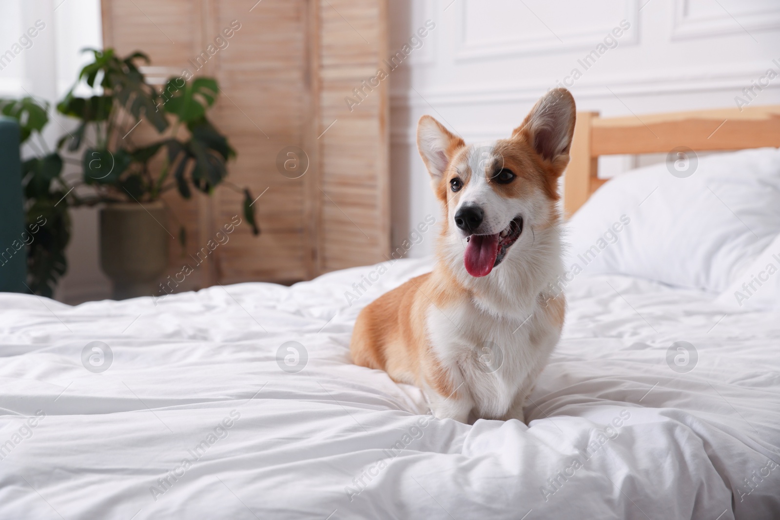 Pet friendly hotel. Cute dog sitting on bed indoors, space for text Photo of Pet friendly hotel. Cute dog sitting on bed indoors, space for text