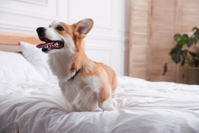Photo of Pet friendly hotel. Cute dog on bed indoors, space for text