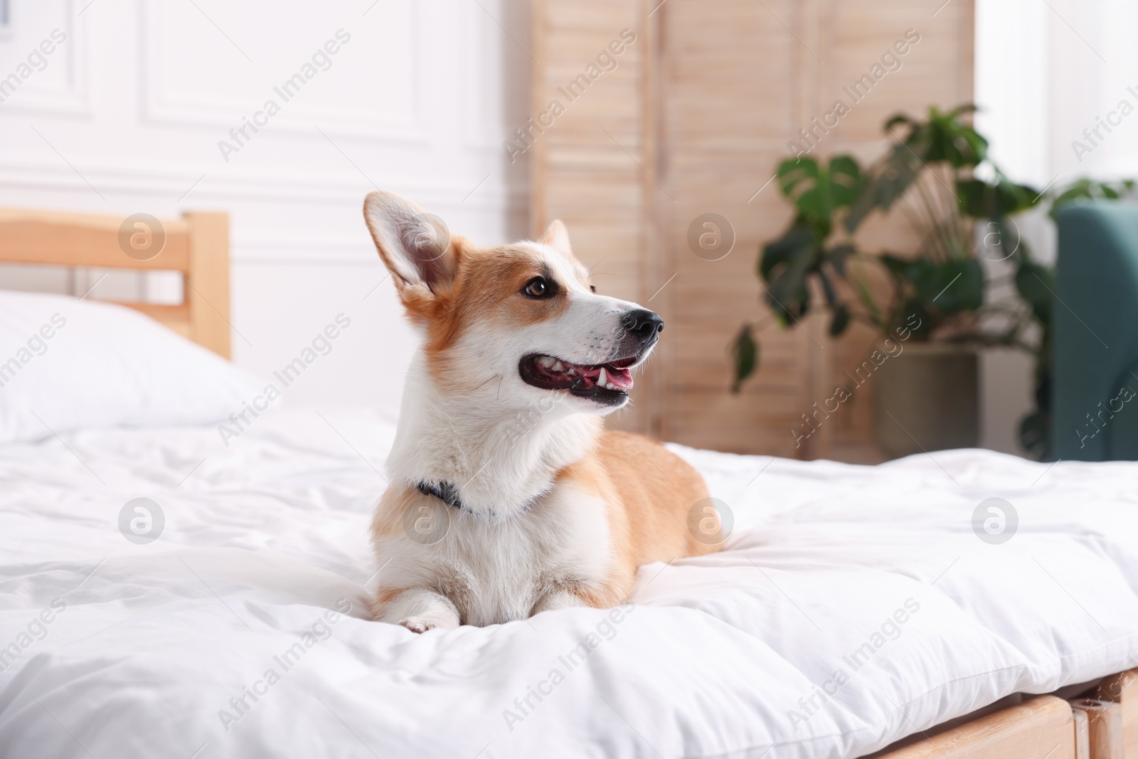 Pet friendly hotel. Cute dog on bed indoors Photo of Pet friendly hotel. Cute dog on bed indoors
