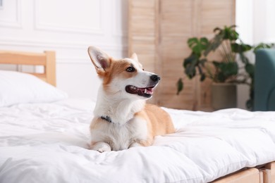 Photo of Pet friendly hotel. Cute dog on bed indoors