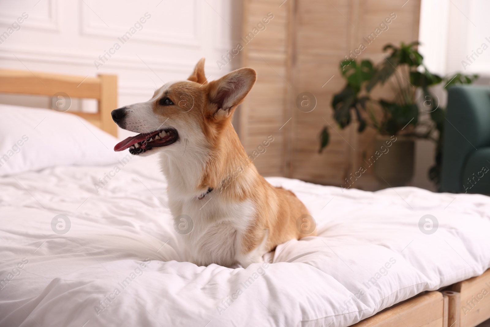 Photo of Pet friendly hotel. Cute dog on bed indoors