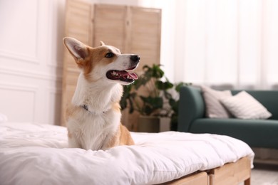 Photo of Pet friendly hotel. Cute dog sitting on bed indoors, space for text