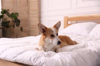 Photo of Pet friendly hotel. Cute dog on bed indoors