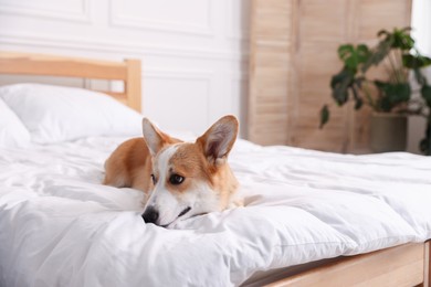 Photo of Pet friendly hotel. Cute dog on bed indoors