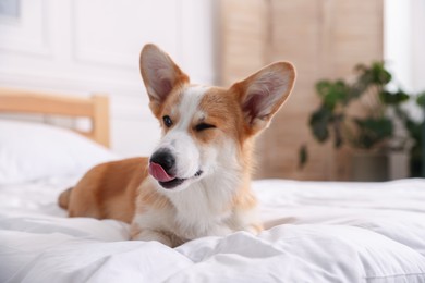 Photo of Pet friendly hotel. Cute dog on bed indoors