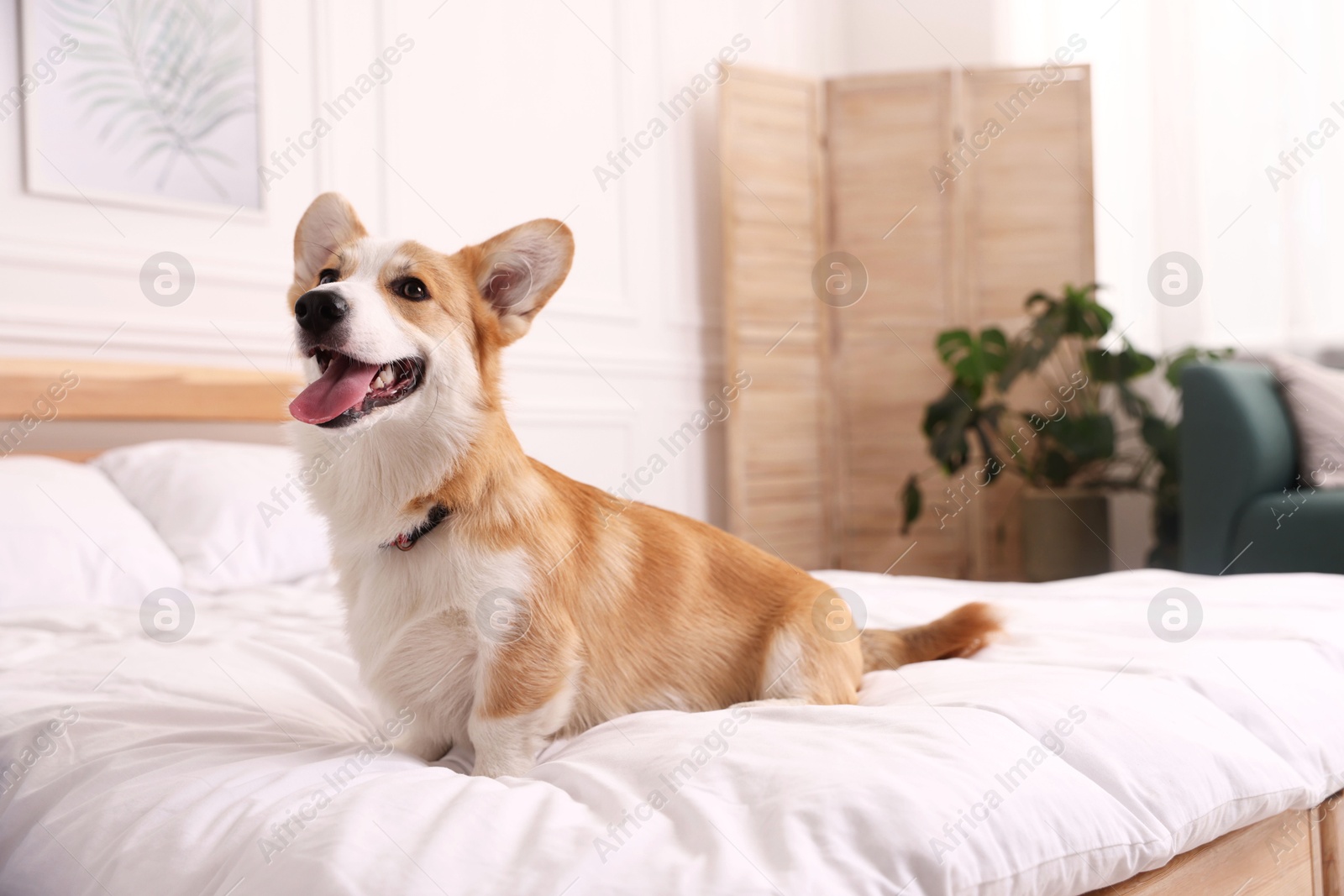 Pet friendly hotel. Cute dog sitting on bed indoors Photo of Pet friendly hotel. Cute dog sitting on bed indoors