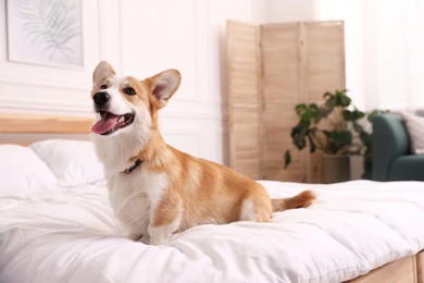 Photo of Pet friendly hotel. Cute dog sitting on bed indoors