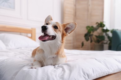 Photo of Pet friendly hotel. Cute dog on bed indoors