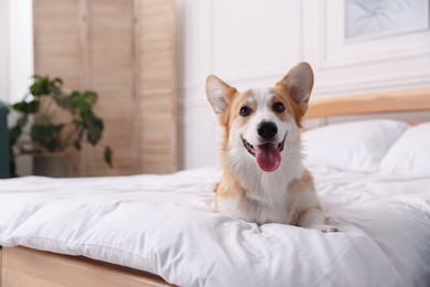 Photo of Pet friendly hotel. Cute dog on bed indoors, space for text