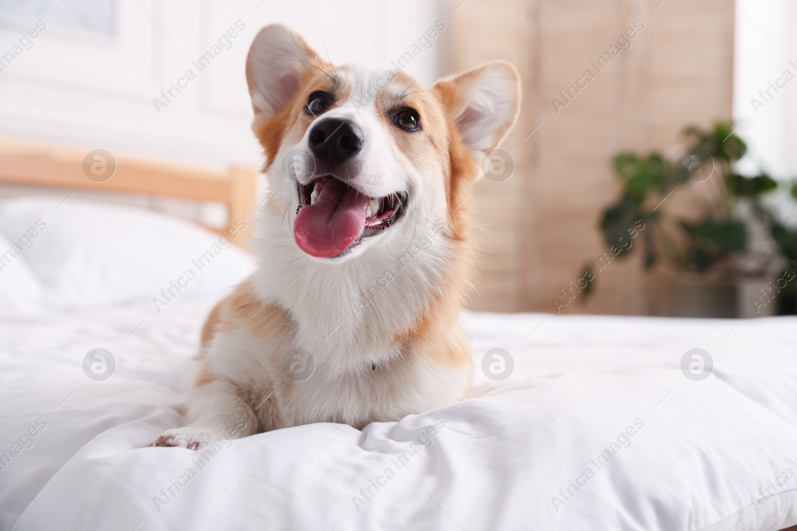 Pet friendly hotel. Cute dog on bed indoors Photo of Pet friendly hotel. Cute dog on bed indoors