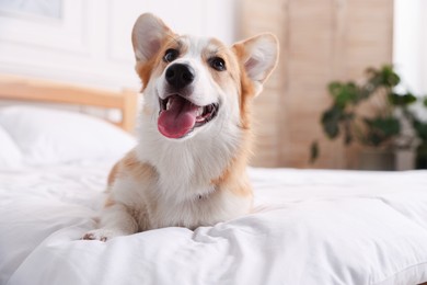 Photo of Pet friendly hotel. Cute dog on bed indoors