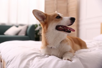 Photo of Pet friendly hotel. Cute dog on bed indoors