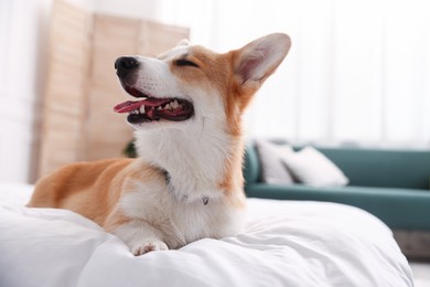 Photo of Pet friendly hotel. Cute dog on bed indoors