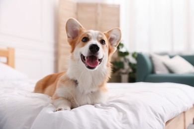 Photo of Pet friendly hotel. Cute dog on bed indoors