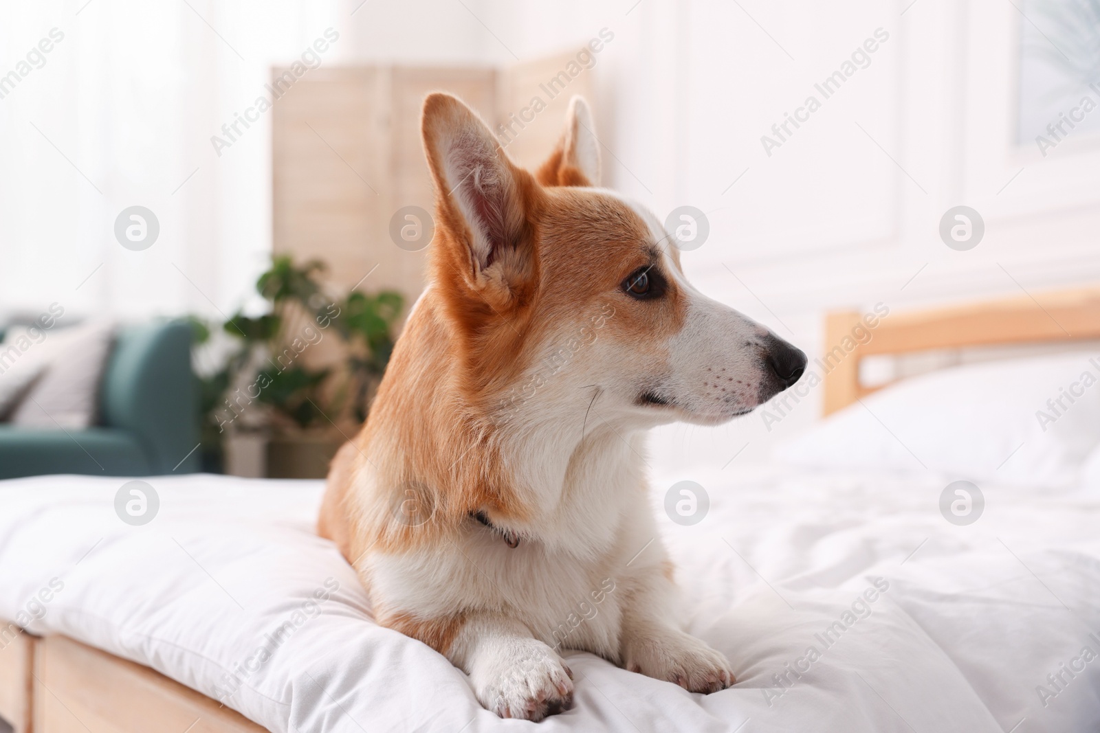 Pet friendly hotel. Cute dog on bed indoors Photo of Pet friendly hotel. Cute dog on bed indoors