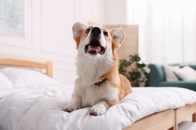 Photo of Pet friendly hotel. Cute dog on bed indoors