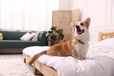 Photo of Pet friendly hotel. Cute dog sitting on bed indoors, space for text