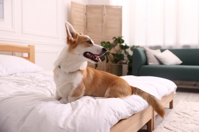 Photo of Pet friendly hotel. Cute dog sitting on bed indoors