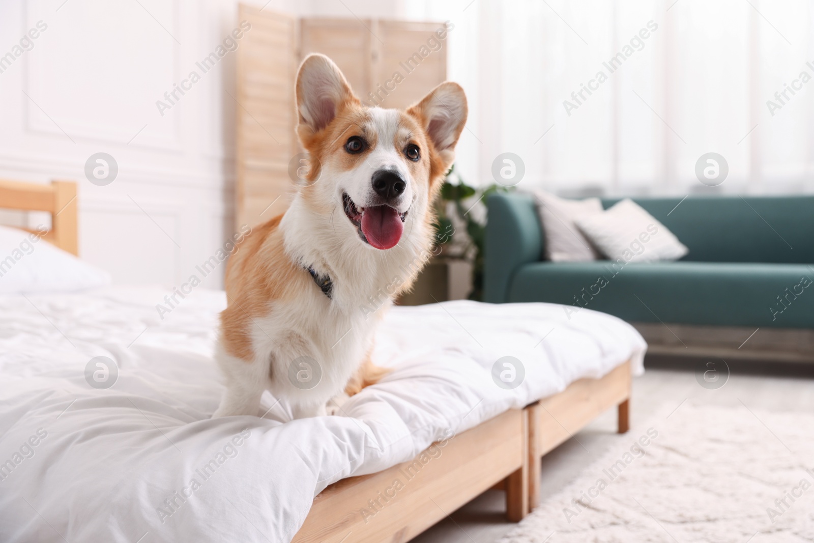 Pet friendly hotel. Cute dog on bed indoors, space for text Photo of Pet friendly hotel. Cute dog on bed indoors, space for text
