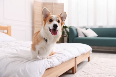 Photo of Pet friendly hotel. Cute dog on bed indoors, space for text
